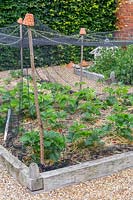 Filet sur le parterre de fraises - bâtonnets de noisetier avec des pots en terre cuite et un filet pour empêcher les oiseaux de manger les fruits qui mûrissent