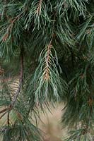 Pinus strobus 'Prostrata' - Feuillage de pin blanc prostré