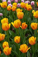 Tulipa 'Apeldoorn rougissant'