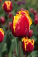 Tulipa 'Danemark'