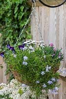 Panier suspendu à ressort planté de Viola 'Denim', de Phlox subulata 'Emerald Cushion Blue', de Dianthus 'Pink Kisses' et de doubles marguerites blanches, Bellis perennis.