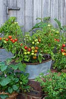 Pot en métal galvanisé planté de soucis français, de piments et de tomates cerises naines 'Maskotka ''.