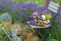 Un bouquet de fleurs coupées et de grappes de lavande repose sur une vieille chaise à lattes, placée à côté d'une haie de Lavandula angustifolia 'Hidcote' dans un parterre de fleurs intercalé avec des herbes ornementales, des plantes succulentes et Alchemilla.