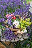 Un bouquet de fleurs coupées et de bouquets de lavande repose sur une vieille chaise à lattes placée à côté d'une haie de Lavandula angustifolia 'Hidcote'