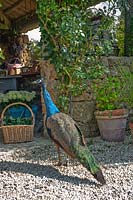 Peacock debout à l'extérieur de l'entrée de la Casa dei Fiori à Borgo Santo Pietro, Toscane, Italie