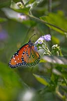 Papillon monarque - Danaus plexippus - sur fleur