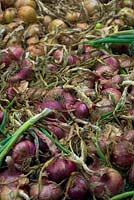Une récolte d'oignons séchant à la fin de l'été - premier plan Allium cepa 'Red Brunswick' et Allium cepa 'Golden Bear'