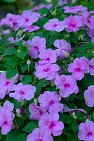 Impatiens walleriana - cultivar mauve