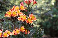 Alstroemeria Indian Summer 'Tesronto' - Lys péruvien 'Indian summer'