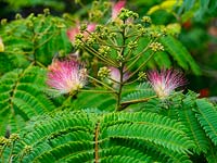 Albizia julibrissin - Arbre à soie persan