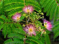 Albizia julibrissin - Arbre à soie persan