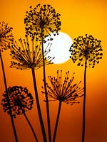 Silhouette de seedhead Allium contre un soleil couchant.