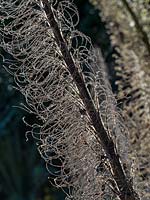 Echium pinnifolium - La vipère géante en septembre