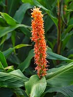 Hedychium densiflorum 'Assam Orange' - Ginger Lily