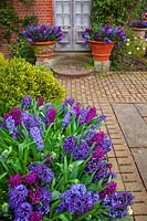 De grands pots de Hyacinthus bleu et mauve - Jacinthe - de chaque côté de l'entrée par chambre