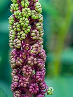 Phytolacca americana - American Pokeweeds plante, organes de fructification