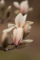 Magnolia zenii - Magnolia zen