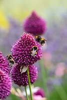Les abeilles se nourrissent d'Allium sphaerocephalon - pilon allium