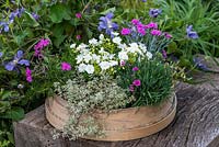 Tamis de jardin traditionnel planté de Lewisia cotyledon 'Elise White', thym argenté, phlox 'McDaniel's Cushion', Dianthus 'Aztec Star' et 'Pink Kisses'.