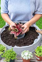 La femme place la plante Echeveria au centre du pot puis ne laisse que le pot en place pour travailler autour - cela protège la plante. Planter un tamis succulent. Étape 5.