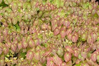 Epimedium x versicolor 'Sulphureum' - Barrenwort 'Sulphureum '