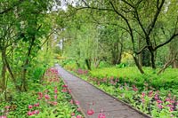 Les primulas candélabres, P. japonica et P. pulverulenta, flanquent la promenade surélevée. Au loin, une azalée de chèvrefeuille, Rhododendron luteum, doit son nom à son odeur de chèvrefeuille.