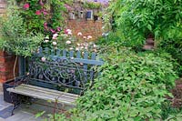 Banc en métal et en bois à côté d'une clôture peinte. Un olivier Olea europaea, dans un pot carré. Clématite et cendre pleurante au premier plan. Campanula poscharskyana le long du haut du mur monté avec plusieurs nichoirs.