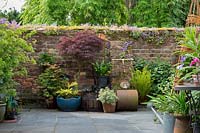 Une extrémité d'une cour avec des érables japonais, Acer palmatum sp., En pots, à l'ombre d'un mur de briques patinées, et un vieux rouleau de jardin.