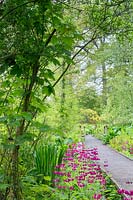 Les primulas candélabres, P. japonica et P. pulverulenta, flanquent la promenade surélevée menant au jardin ouest. Au loin se trouve une azalée de chèvrefeuille, Rhododendron luteum