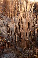 Graines de graminées ornementales sèches de Calamagrostis x acutiflora et Agastache rugosa rougeoyant de soleil en hiver jardin vivaces mélanger parterre de fleurs