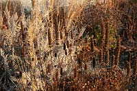 Graines de graminées ornementales sèches de Calamagrostis x acutiflora, Artemisia absinthium 'Absinthe commune' et Agastache rugosa brillant de soleil dans les plantes vivaces de jardin d'hiver mix bord