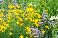 Prairie vivace avec Aster radula 'August Sky', Coreopsis verticillata 'Grandiflora' et Leucanthemum maximum 'Gruppenstolz'