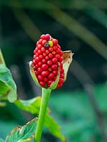 Arisaema tortuosum - Whipcord Cobra Lily - baies