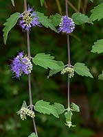 Caryopteris clandonensis, une forme en pleurs