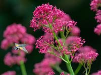 Macroglossum stellatarum - Hummingbird hawk-moth se nourrissant de Centranthus ruber - Valériane rouge