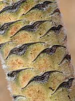 Echium pinnifolium, détail de tige à motifs avec poils