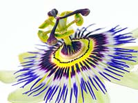 Passiflora caerulea - Fleur de la passion
