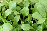 Lactuca sativa 'Robinson' - Laitue - plants cultivés en pot pour couper et revenir les feuilles de salade