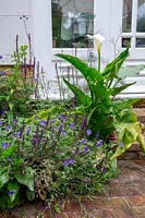 Coin de parterre de fleurs à côté de la maison avec Zantedeschia - Calla Lily, Geranium 'Johnson's Blue' et Salvia