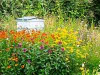 Ruche d'abeilles dans une zone de fleurs sauvages riche en nectar avec Helenium 'Sahin's Early Flowerer', Heliopsis helianthoides et Monarda didyma - Bergamote