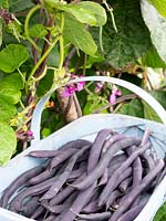 Phaseolus vulgaris 'Blauhilde' - Haricot grimpant - gousses violettes en trug par plante