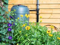 Pot d'eau de jardin avec dispositif d'économie de pluie, Rudbeckia hirta 'Marmelade', Ipomoea purpurea 'Grandpa Ott'