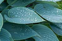 Hosta Tardiana Group 'Halcyon' avec des gouttes de pluie sur un nouveau feuillage