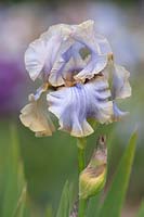 Grand Iris barbu 'brume du soir'