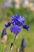 Grand Iris barbu 'Piscine de Neptune'