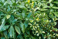 Ilex x altaclerensis 'Ripley Gold' - Holly - avec Aucuba japonica 'Variegata' - Laurier tacheté