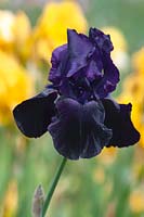Grand Iris barbu 'bâton de réglisse'