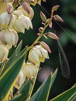 Yucca gloriosa 'Variegata' - Dague espagnole -