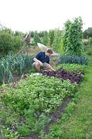 Chef cuisinier Charlie cueillant des légumes dans un immense jardin de Kiemkracht 64.