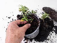 Planter des boutures d'été semi-mûres d'Erysimum - en pot individuellement après avoir séparé les boutures enracinées.